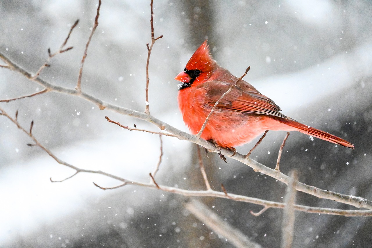 How to Do a Homeschool Bird Study This Winter!